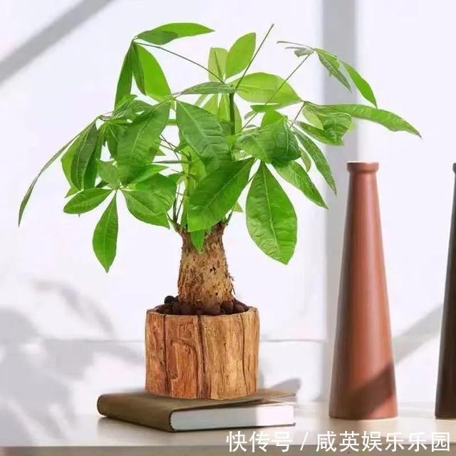 植株|五种小盆栽，耐阴又好养，办公室养几盆，增财运、旺事业