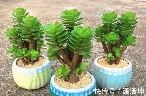 浇水|爱上多肉爱上生活,这7款寓意招财的品种,爱财之人都会养一盆