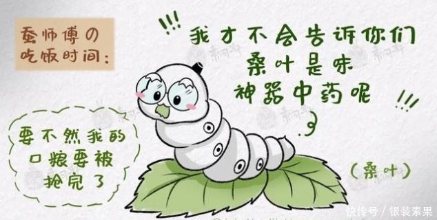 肝火|一味桑叶补骨髓,止盗汗,清肝明目润肺止咳就看你会不会用