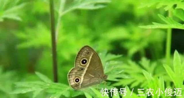 艾条熏灸|农村有一种野草,专门为“腰间盘突出”而生的,城里人买不到