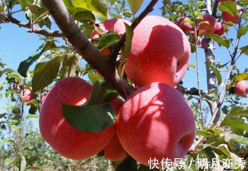 玉米|每天晚上坚持吃3种食物，营养丰富、美白护肤，早吃早好！