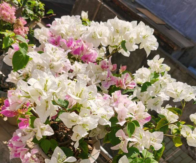 花匠|三角梅长出花苞以后,为什么花匠要建议摘叶?持续来花到年底