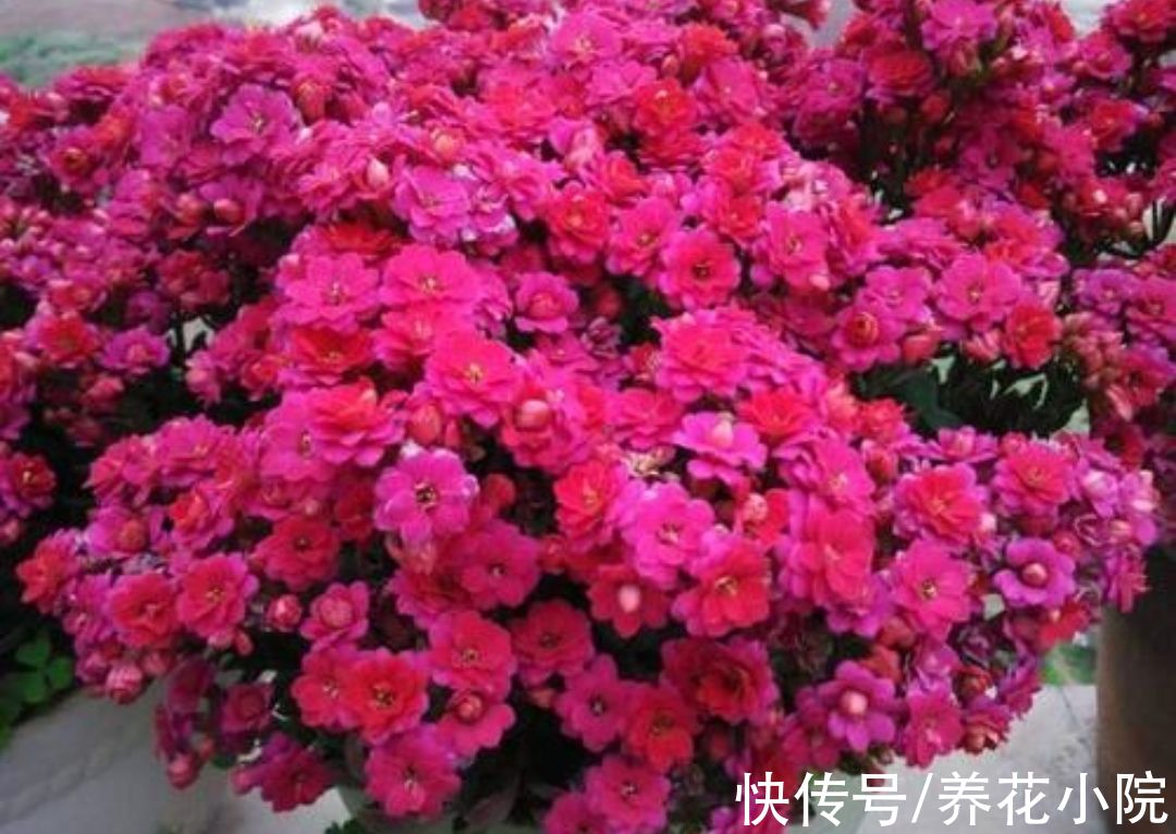 丽格海棠|6种花冬天开，家里养几盆，春节期间开花漂亮又喜庆