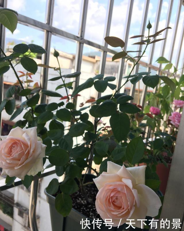 壮笋|养月季别急着开花,先壮笋再养叶,花量成倍增长,一整年都有花赏