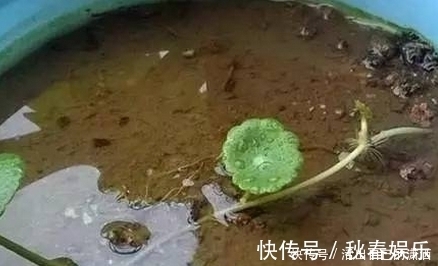 匍匐茎|妈妈养铜钱草年年用这1招,养出来的铜钱草爆满盆,叶子比手掌大