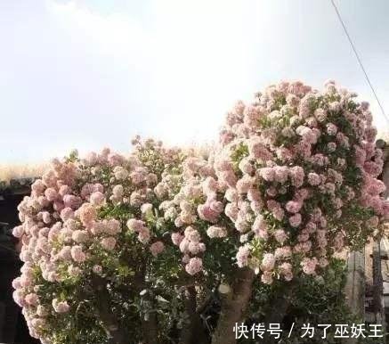 3种“便宜花”这样养一养，一年变“老桩”，开花千朵还“镇宅”