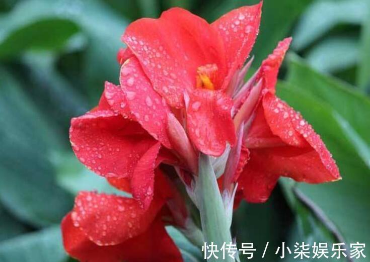 什么属相养什么“花”,一看就明白,看看你养对了吗