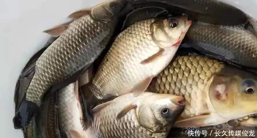 后悔之前没发现:钓饵中加这东西,鲫鲤鱼特爱吃,不信就试试