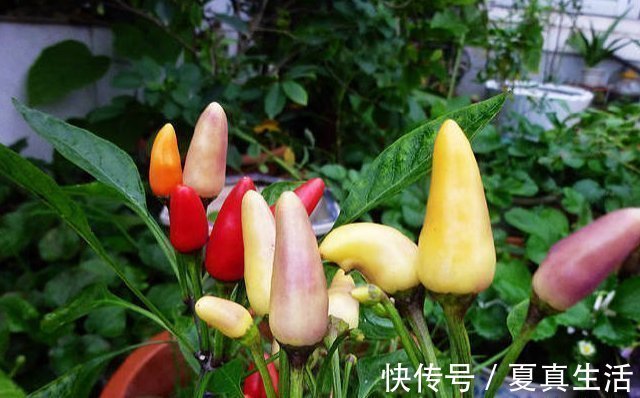 种菜|别人养花,她却种一楼顶菜,多得吃不完都送邻居了