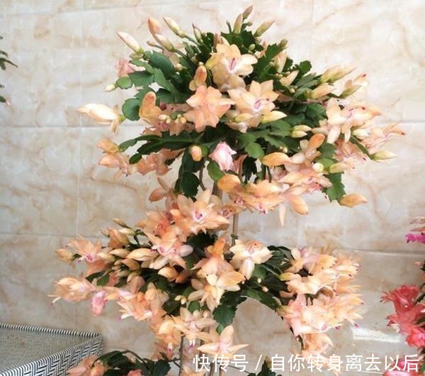 什么生根水、生根粉,通通都比不上这种油!盆里倒一点,花草疯长!