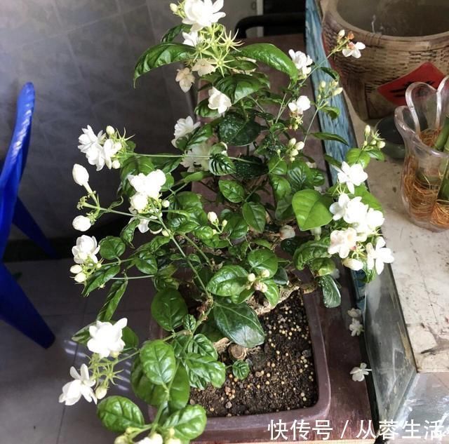 老桩茉莉开花更有“韵味”，学会4招，你也能养出老桩