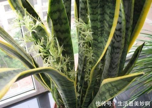 3种贱花,普通人很难养开花,养上十来年,仙花十足,福气自然来!