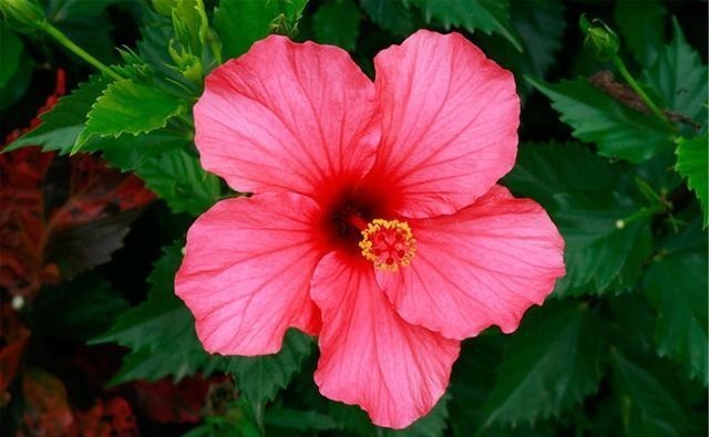 苗壮|扶桑花越冬很简单,4个方面做好后,苗壮来年开花多