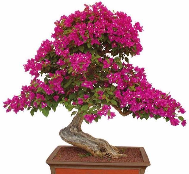 三角梅“老树桩”,嫁接注意4点,易成活,开出“五颜六色”花