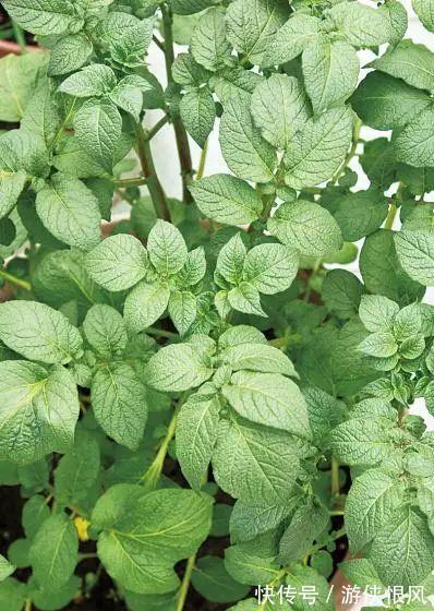 盆栽|发芽的土豆有毒不敢吃,养成盆栽1颗变10颗,老人特别喜欢