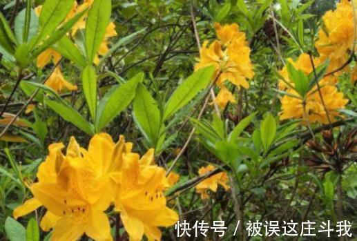 越漂亮的花越有毒。快来了解这18种“大毒化”。提高知识不吃亏