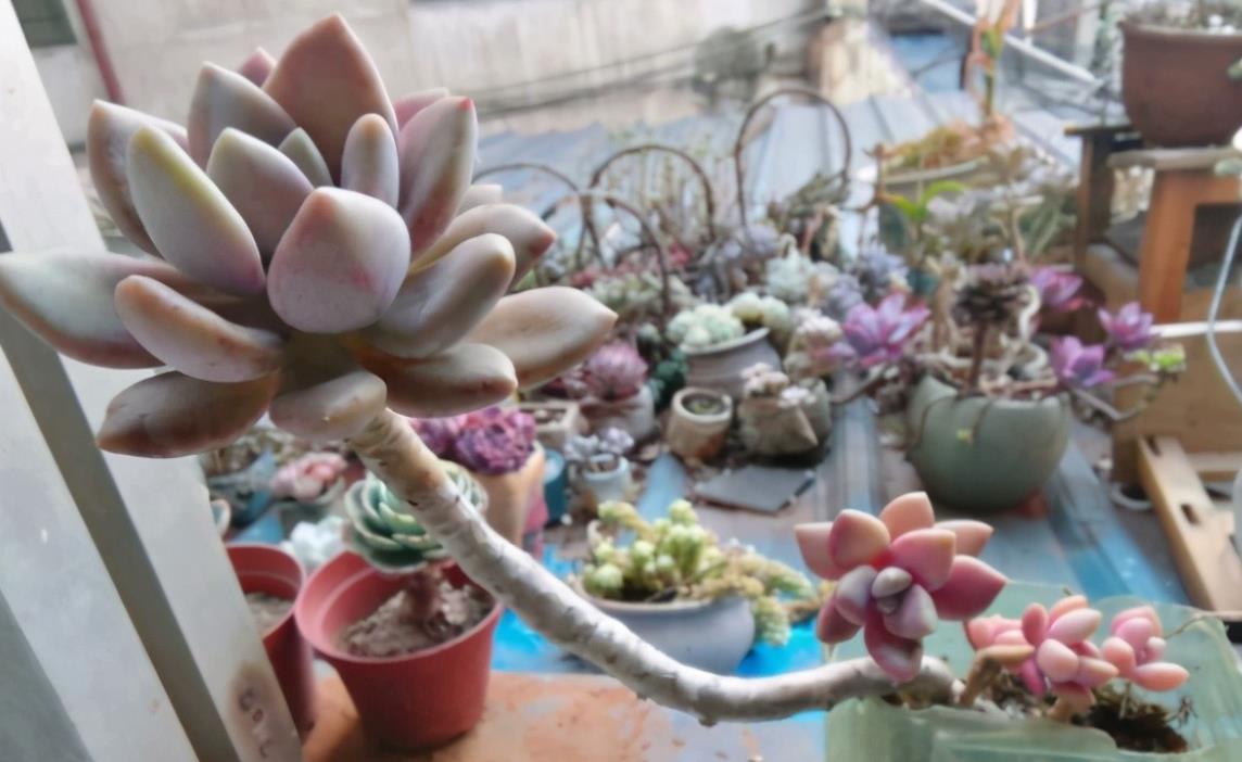 春季养多肉,先用水催养,再控成大老桩,还不信多肉不出悬挂老桩