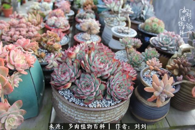 爱多肉，爱生活，我们是一群快乐的养肉人！