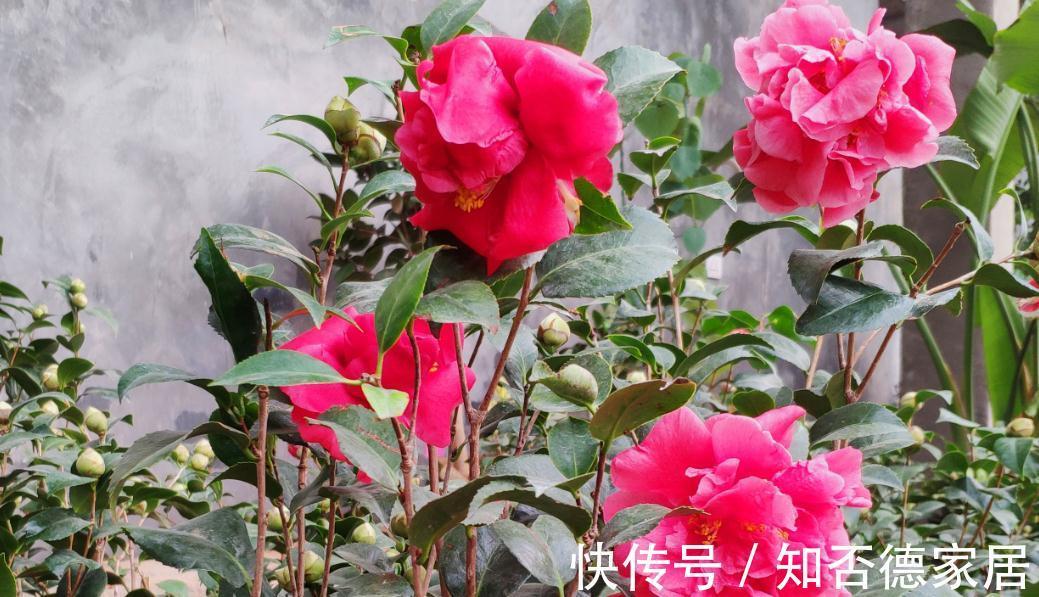 克瑞墨大牡丹,开花了,太漂亮了,赶紧去养一盆