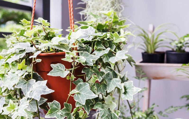 最适合室内养护的绿植，棵棵都是有害气体的克星，赶快去入手几盆