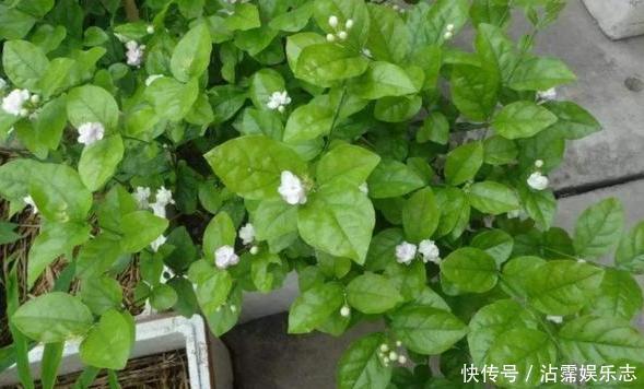 家里的盆栽花期不开花、还枯死了,是啥原因答案在这里