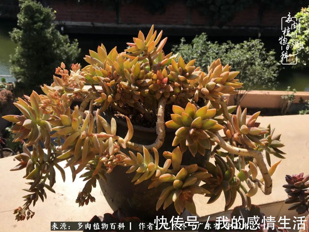养多肉的路上患得患失,却依然如最初般热爱!