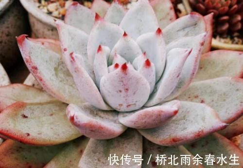温度|温度2℃到14℃多肉还能继续放在室外露养吗?可以,但要注意这几个要点