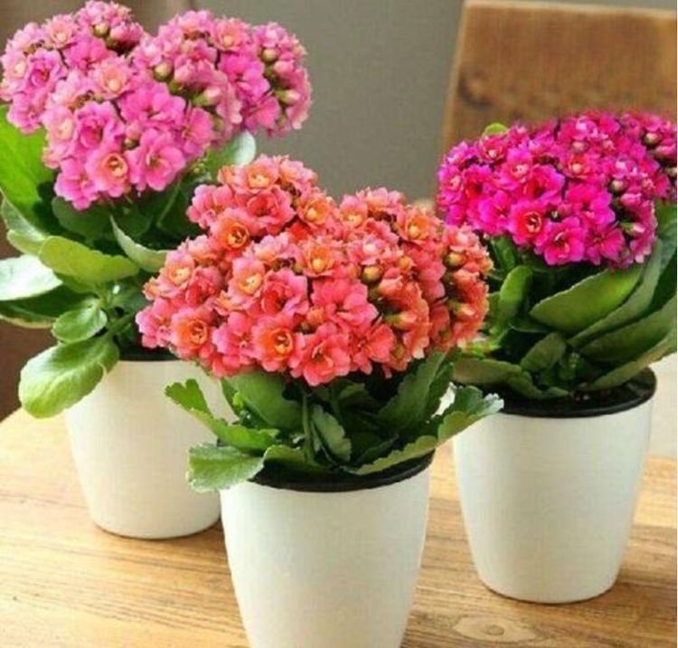 养花就养这款，常年开花不断，四季繁花似锦，花期一到开不停歇