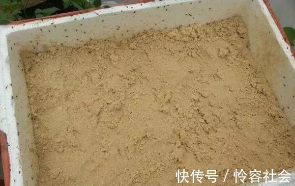 盆里扔2样东西,养花10年不烂根,叶子油光瓦亮,花苞挂满枝头