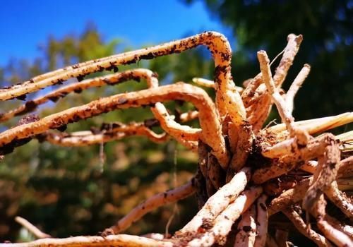 植料|兰花多久换一次土?3个原因是关键,壮苗促蕾在于勤