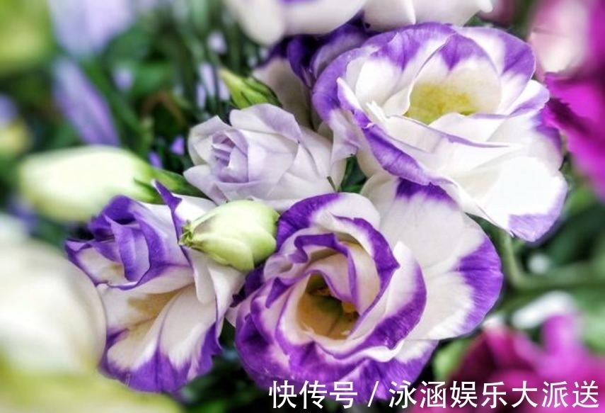 美到惊艳的“4种花”,婀娜多姿、香飘怡人,寓意美好,幸福满满