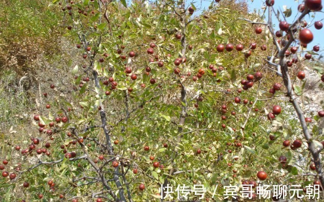 黄土高原|黄土山坡上的野果,果子小能生吃能泡茶,酸甜吃一口就停不下来!