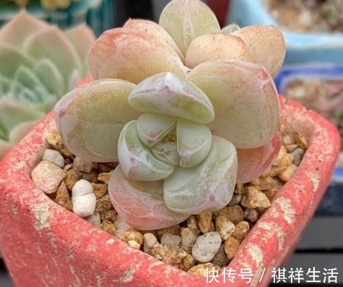 氮磷钾肥养多肉，全盆栽成“胖娃娃”，让别人看了都羡慕