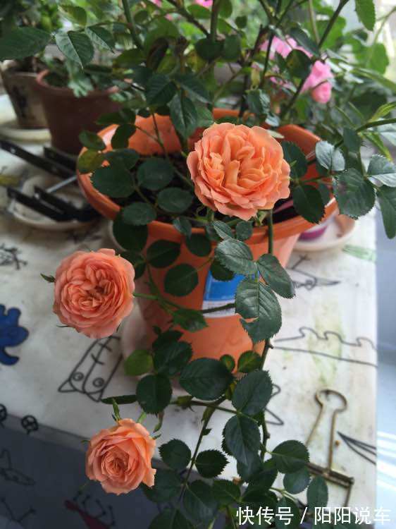 土星王|“珍品月季”土星王阳台,丰腴婀娜,美丽怡人,堪称是养花首选