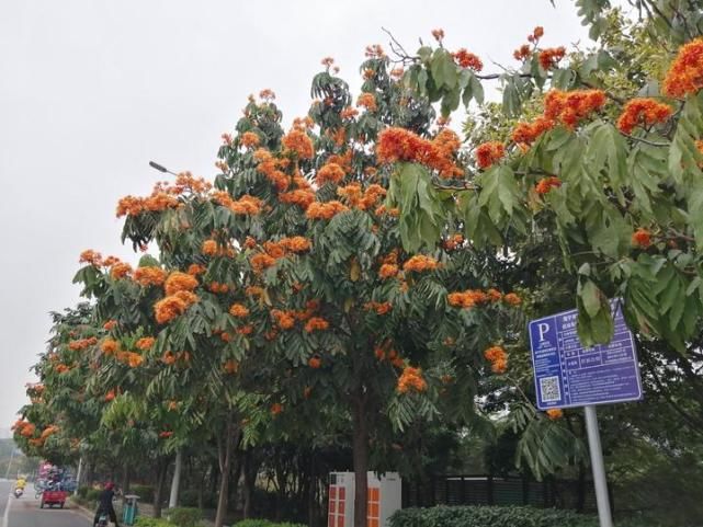 南宁又一条“花路”！听说看了这些花，可以忘却烦恼，无忧无虑哦