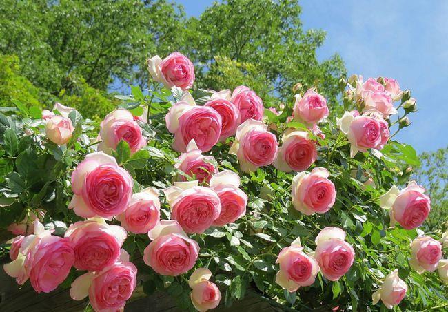 月季|五月修剪月季花，3个技巧掌握好，下一茬开花更劲爆