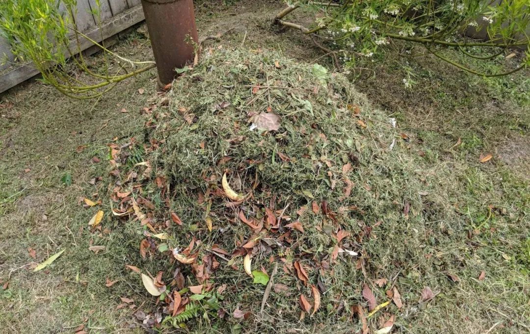 垃圾|碎草渣用来养花的三大好处,别把它当垃圾扔掉了