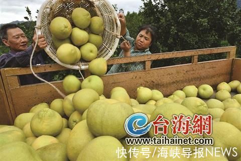 仙游|拼多多公益直播间“搬进”柚子林 仙游副县长助农直播带动文旦柚销量上涨368%