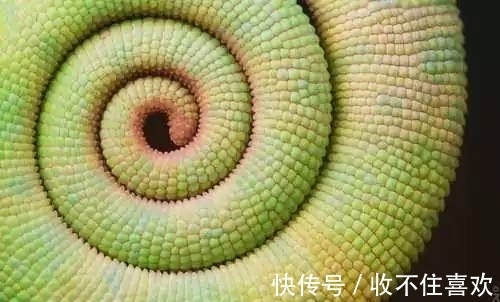 植物|神“造”般的植物奇景,仿佛画作精品,小编已深深着迷!