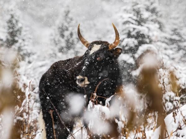 总有一场风雪，为你而来