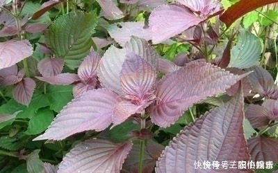 农村|以下几种野菜，农村常见，常吃能“延年益寿”，城里人抢着吃