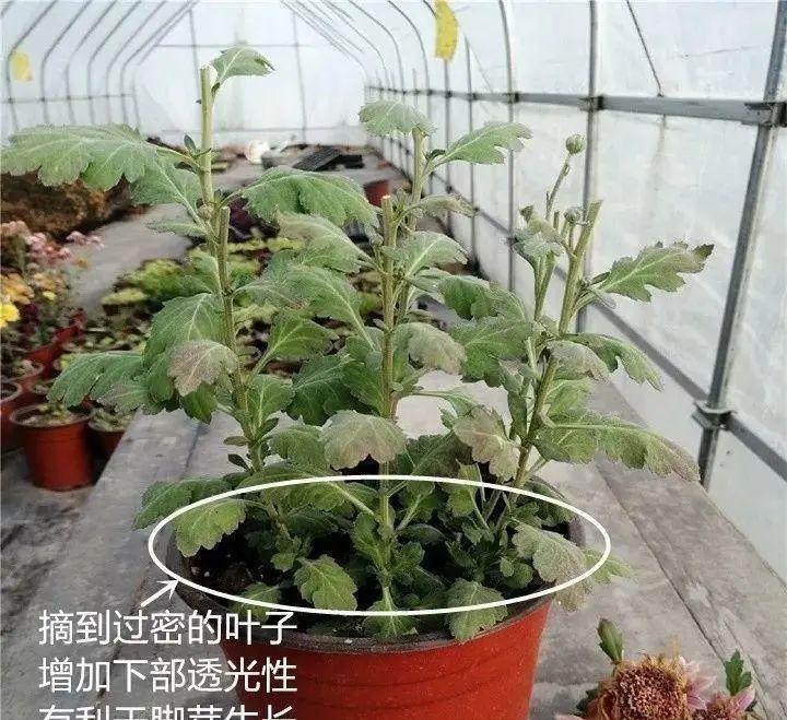 10种花,现在抓紧剪,更抗冻、好过冬!