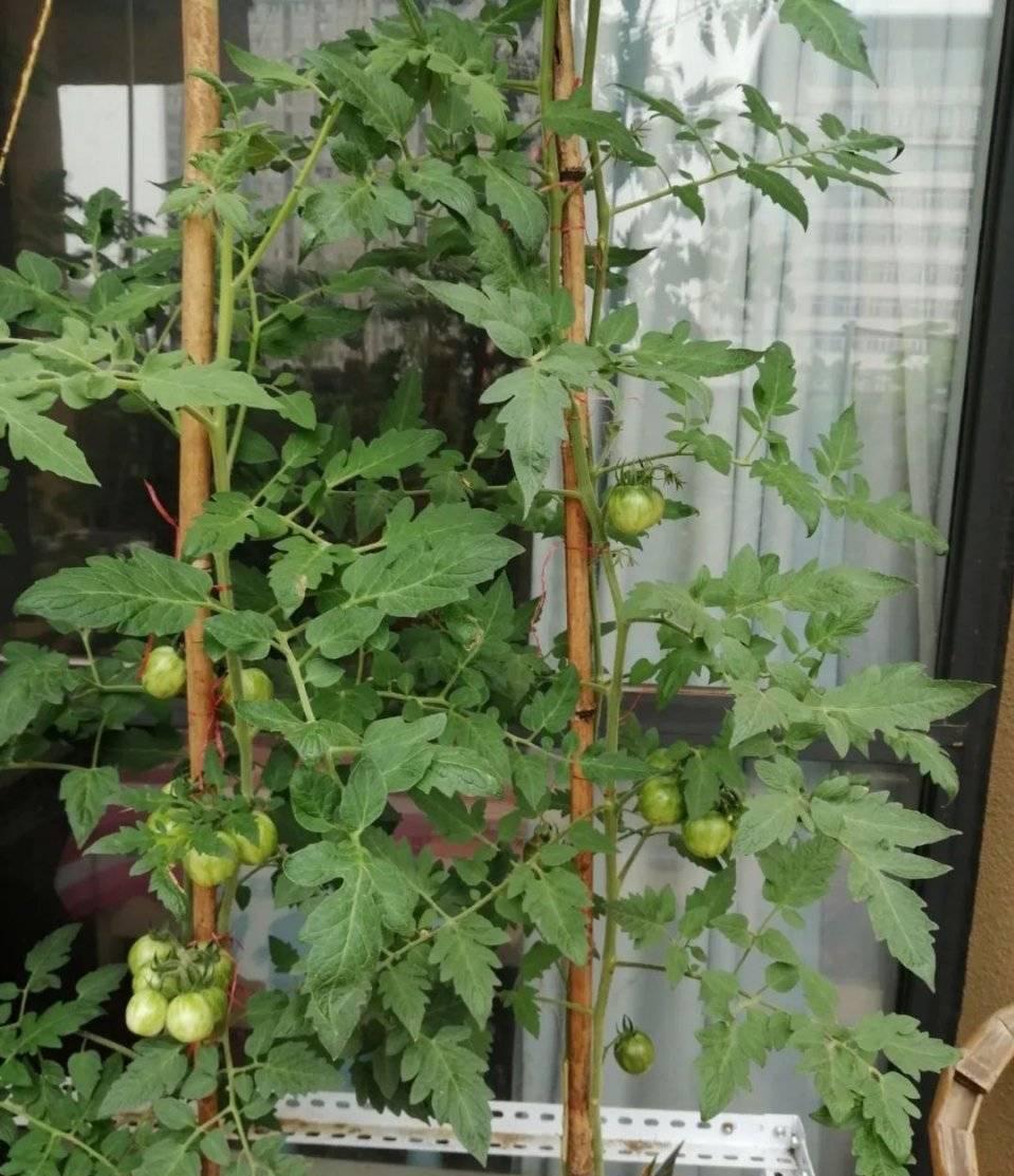 秋冬阳台可种“2种菜”,长势特别好,好养好看好吃很实用