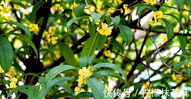 院子栽树有讲究，栽对能旺宅，这3种树不能出现！我家就栽错了