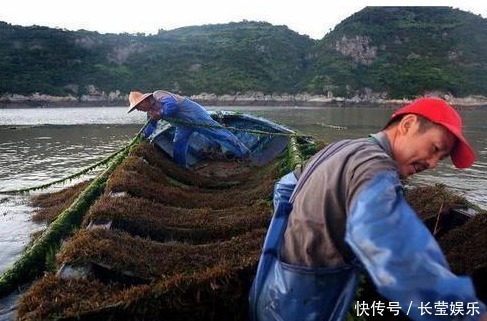  日本人常吃的“长寿菜”，我国盛产却没人看得上，营养胜过牛奶！