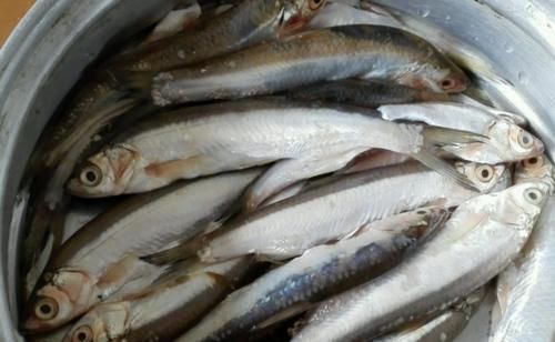  口感|这4种淡水鱼口感最棒，怎么做都好吃，味鲜肉嫩，营养更丰富