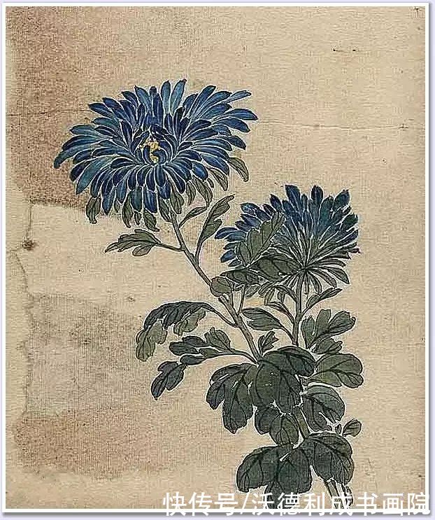 画菊|没骨百花图欣赏，美到骨子里