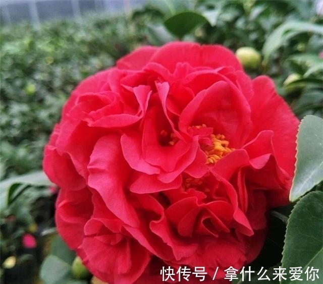 比牡丹还美的茶花,花期长达半年,零下15度冻不死,新手也能养