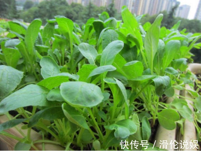 农村烂地的“鸡毛菜”,女人应常吃,越吃身体越好,越吃皮肤越好