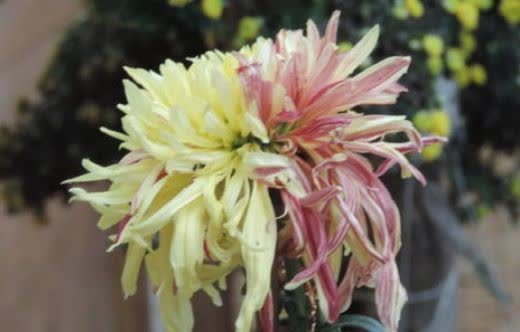 4种花,养在卧室,释放氧气,改善睡眠,多养几盆准没错!